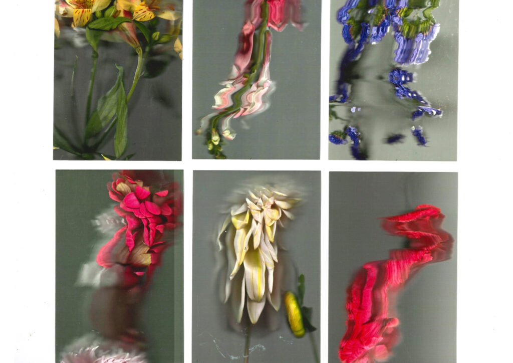 scanned in photography of florals, exploring distortion