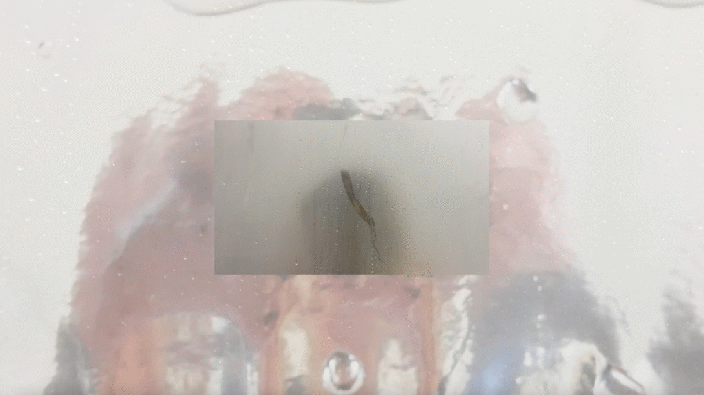 Celeste MacLeod-Brown, Soft-Touch (2025), video still