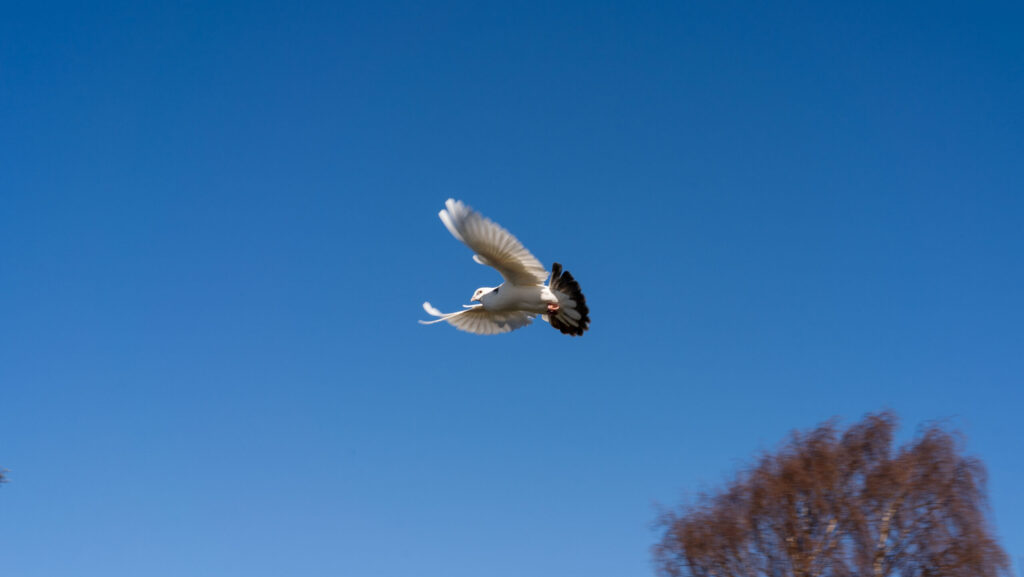 A pigeon mid flight against the sky.